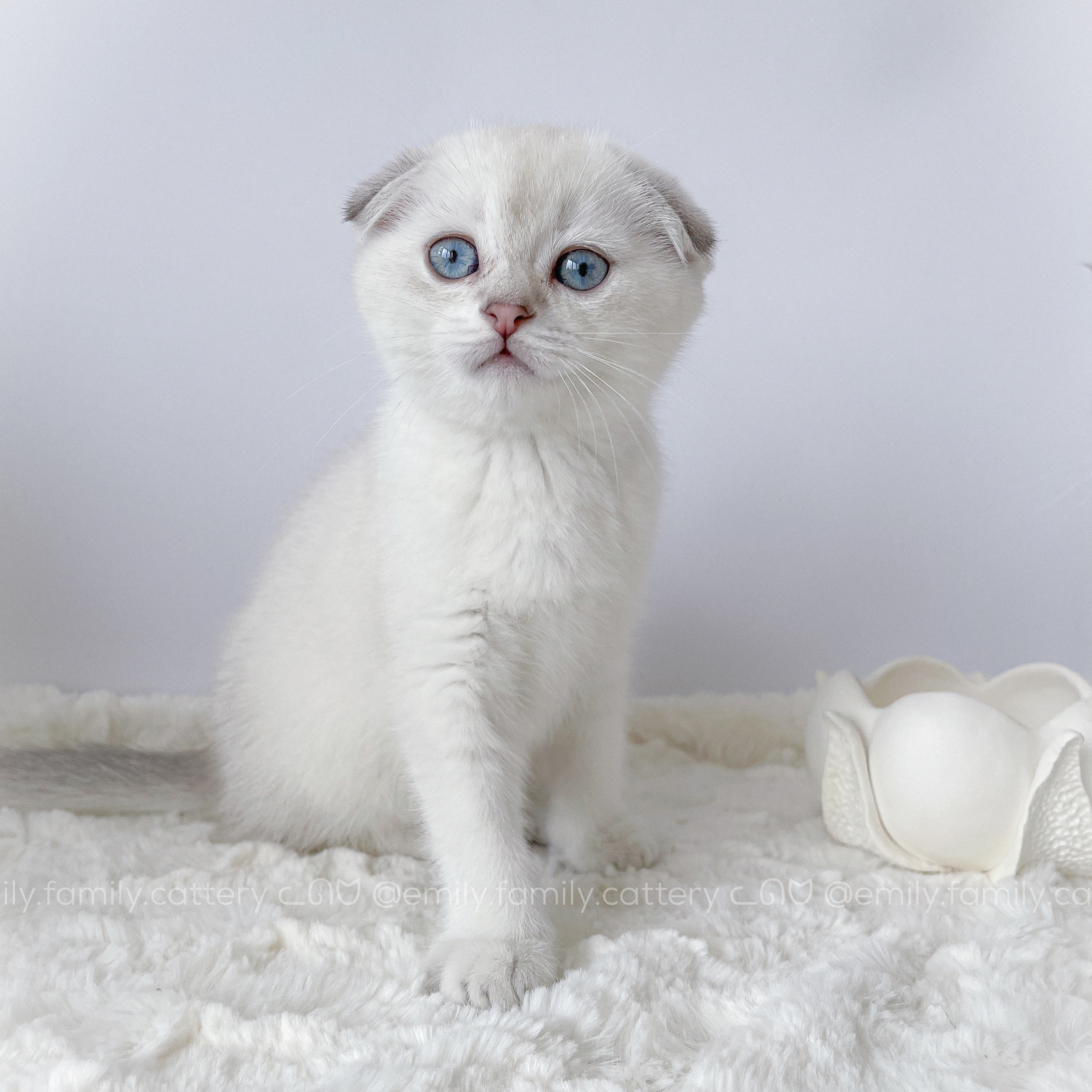 Title for second image