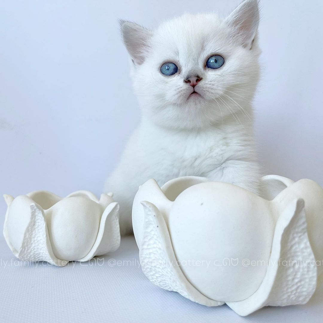 Our kitten - Atlassian