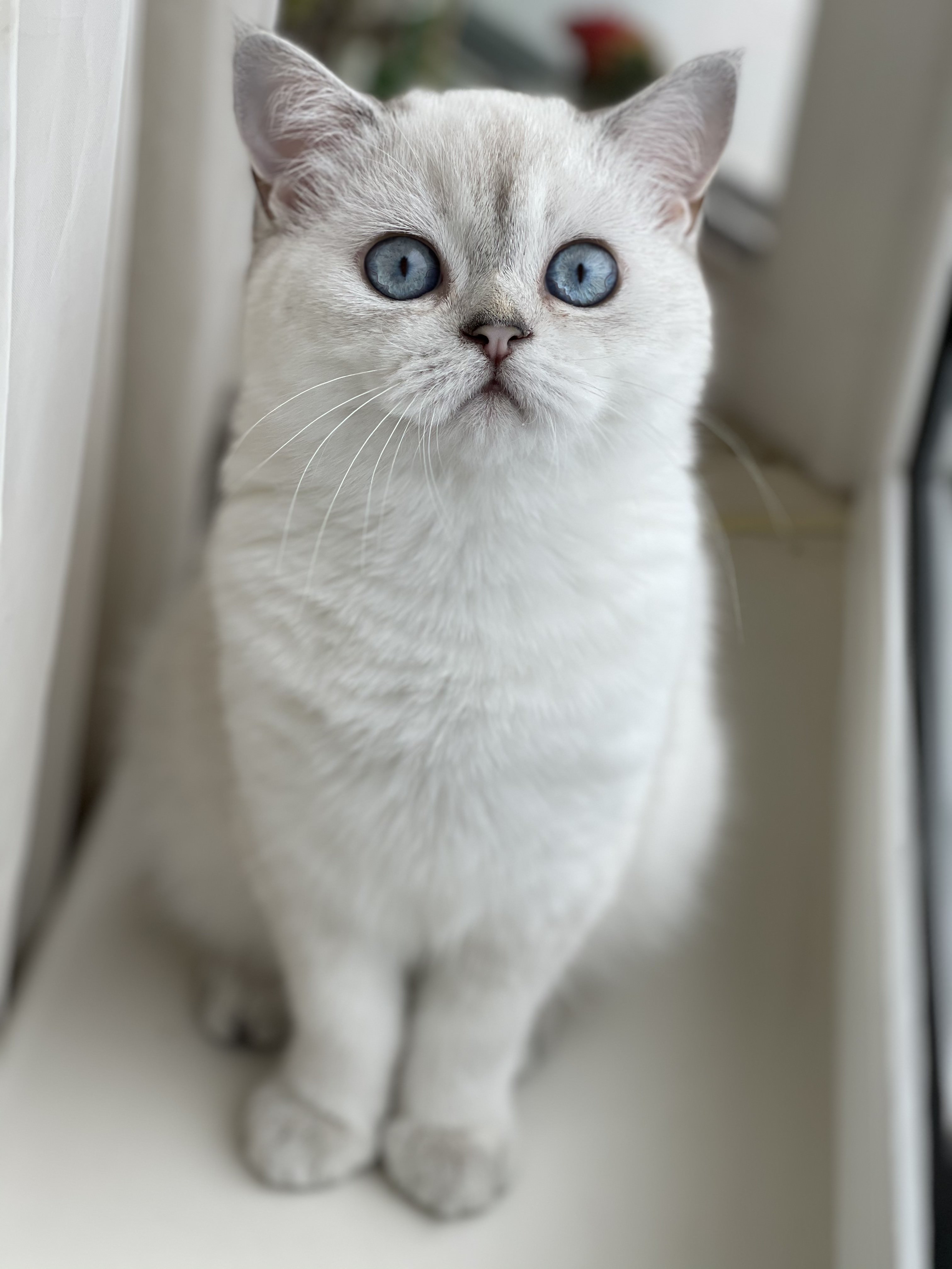 Our kitten - Atlassian