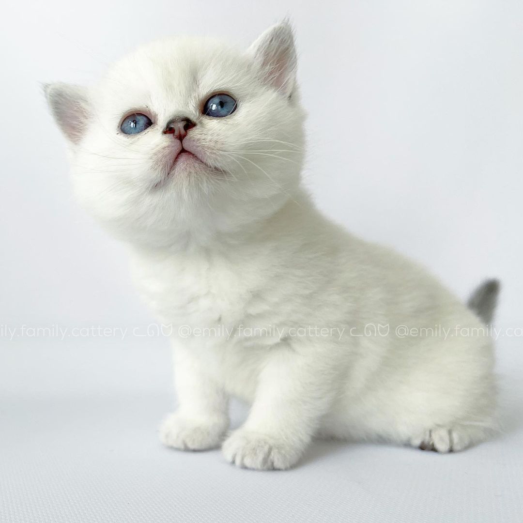 Title for second image