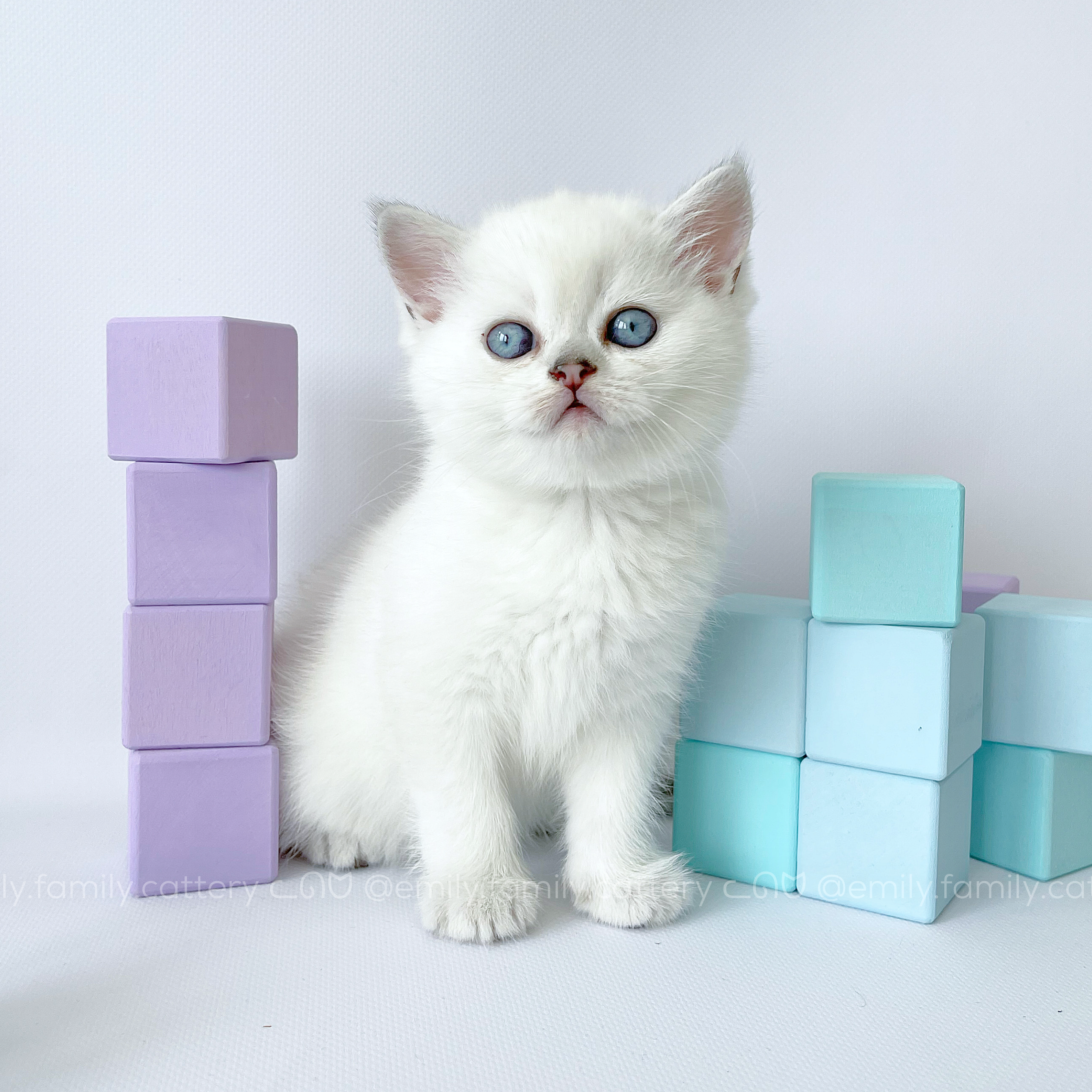 Our kitten - Atlassian