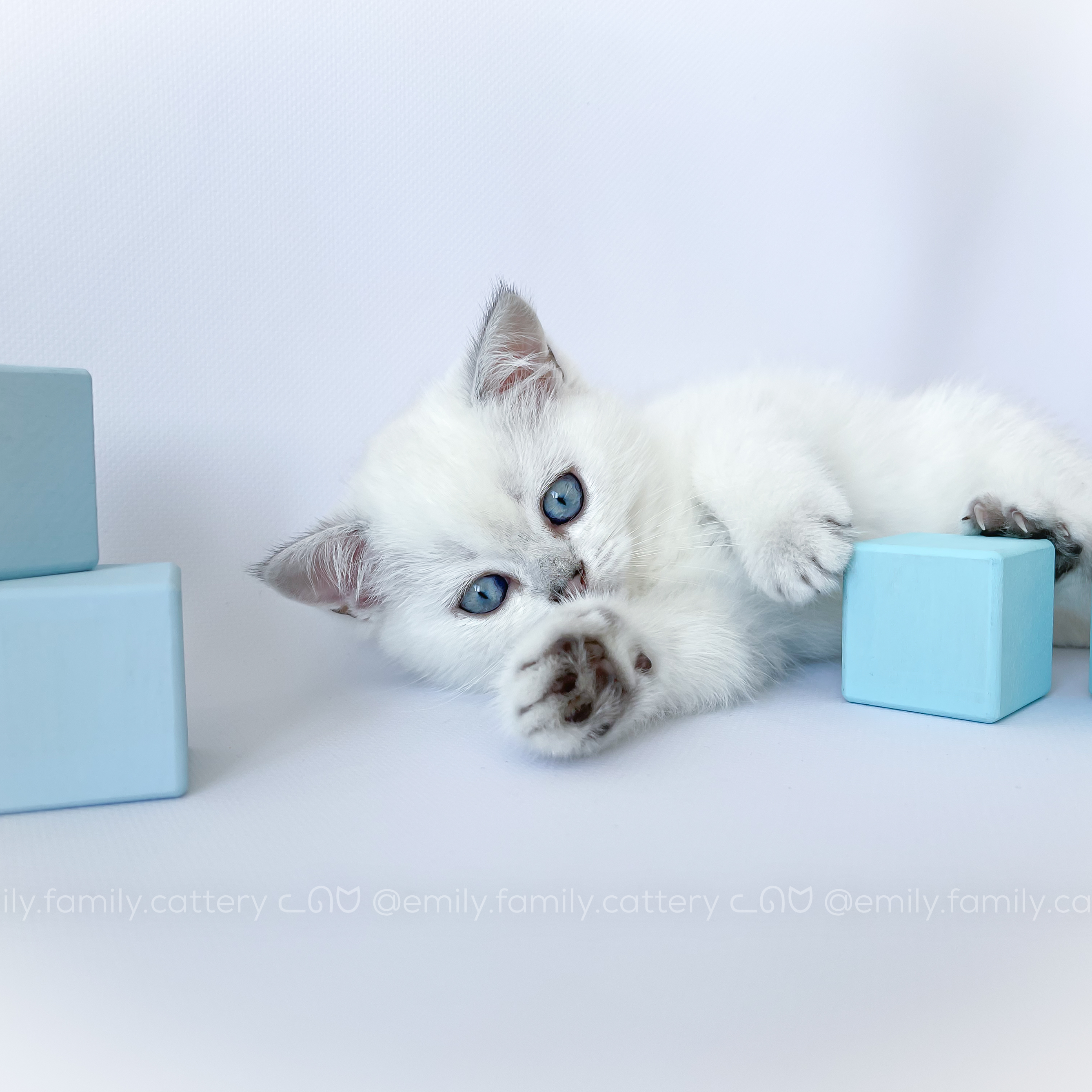 Our kitten - Atlassian