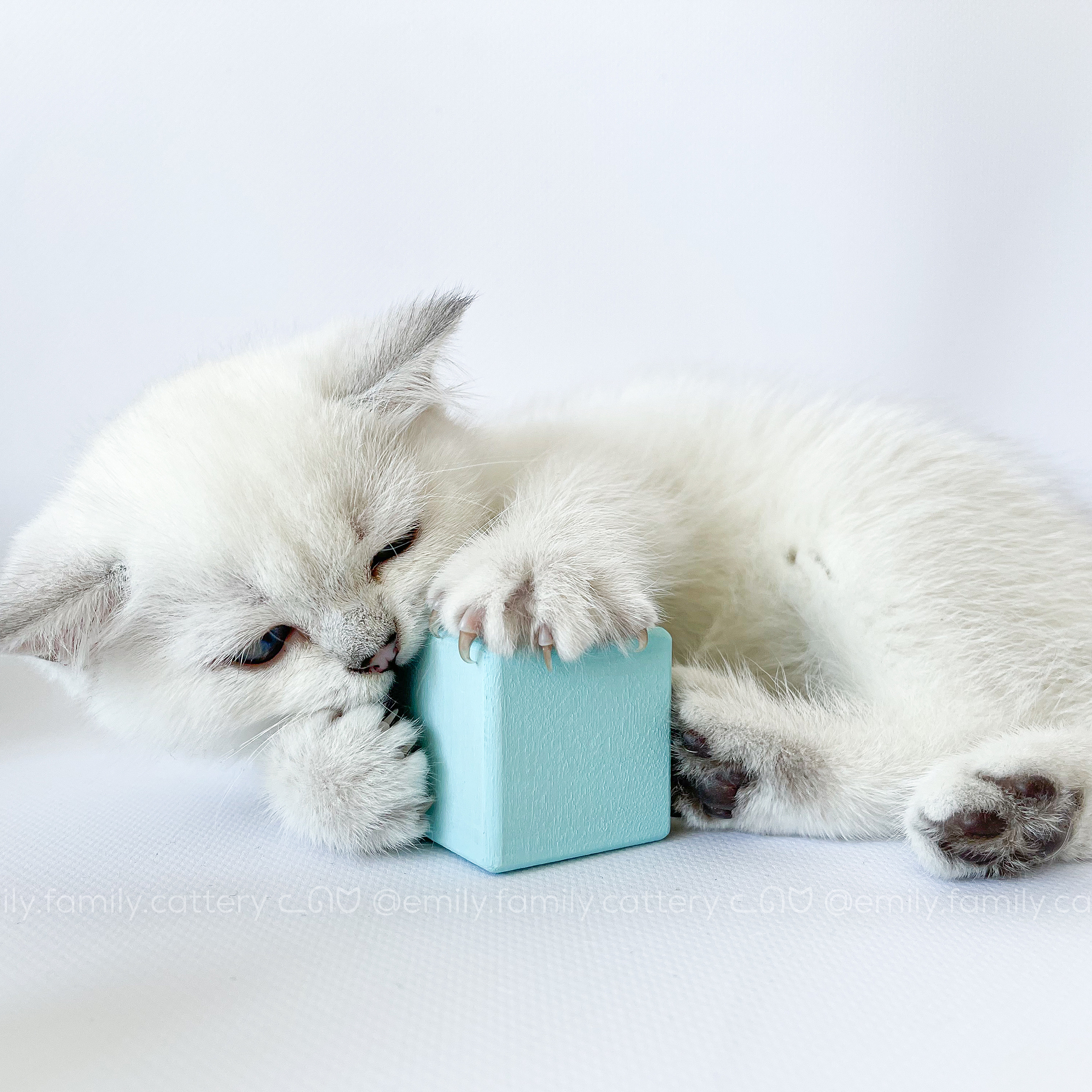 Our kitten - Atlassian