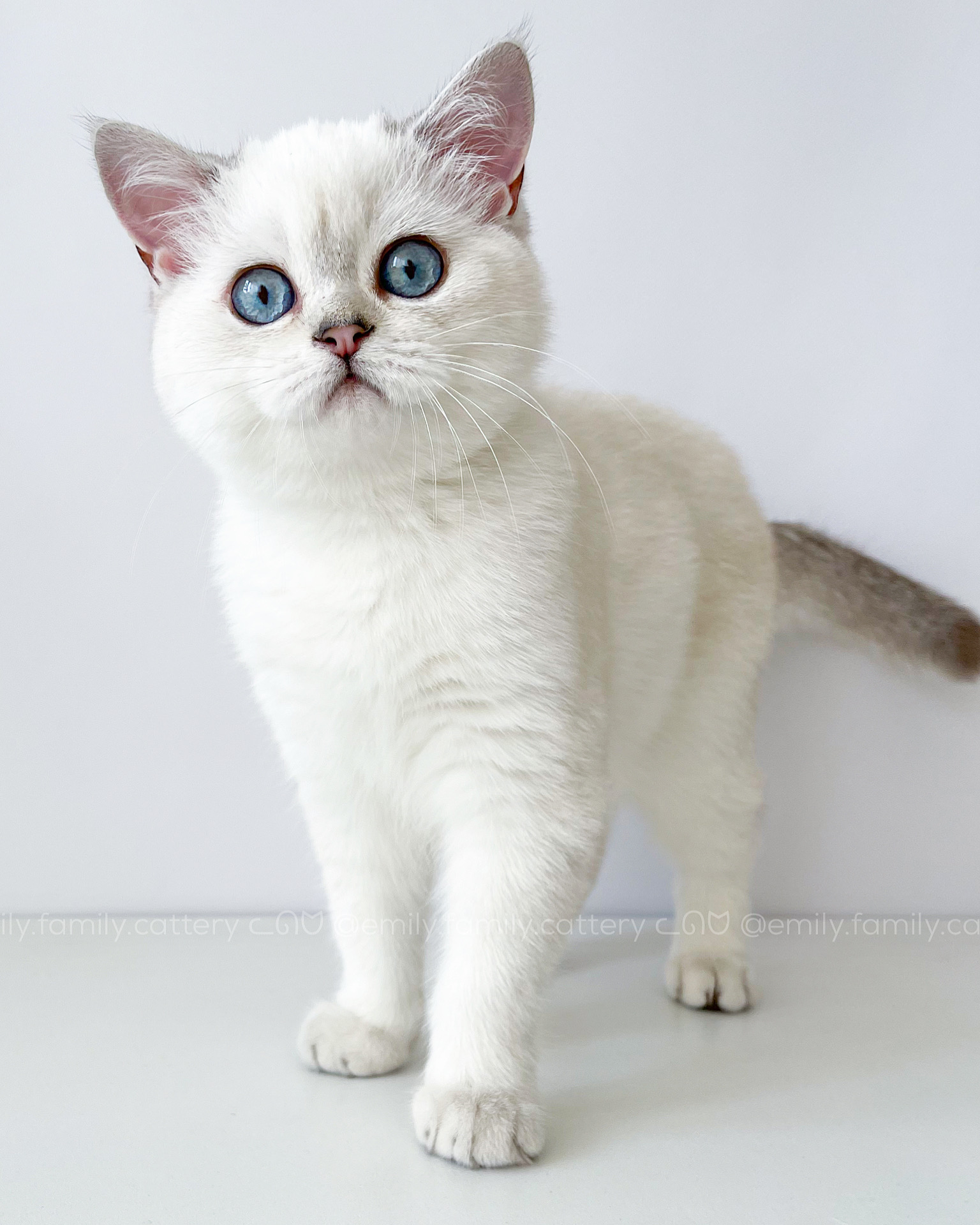 Our kitten - Atlassian