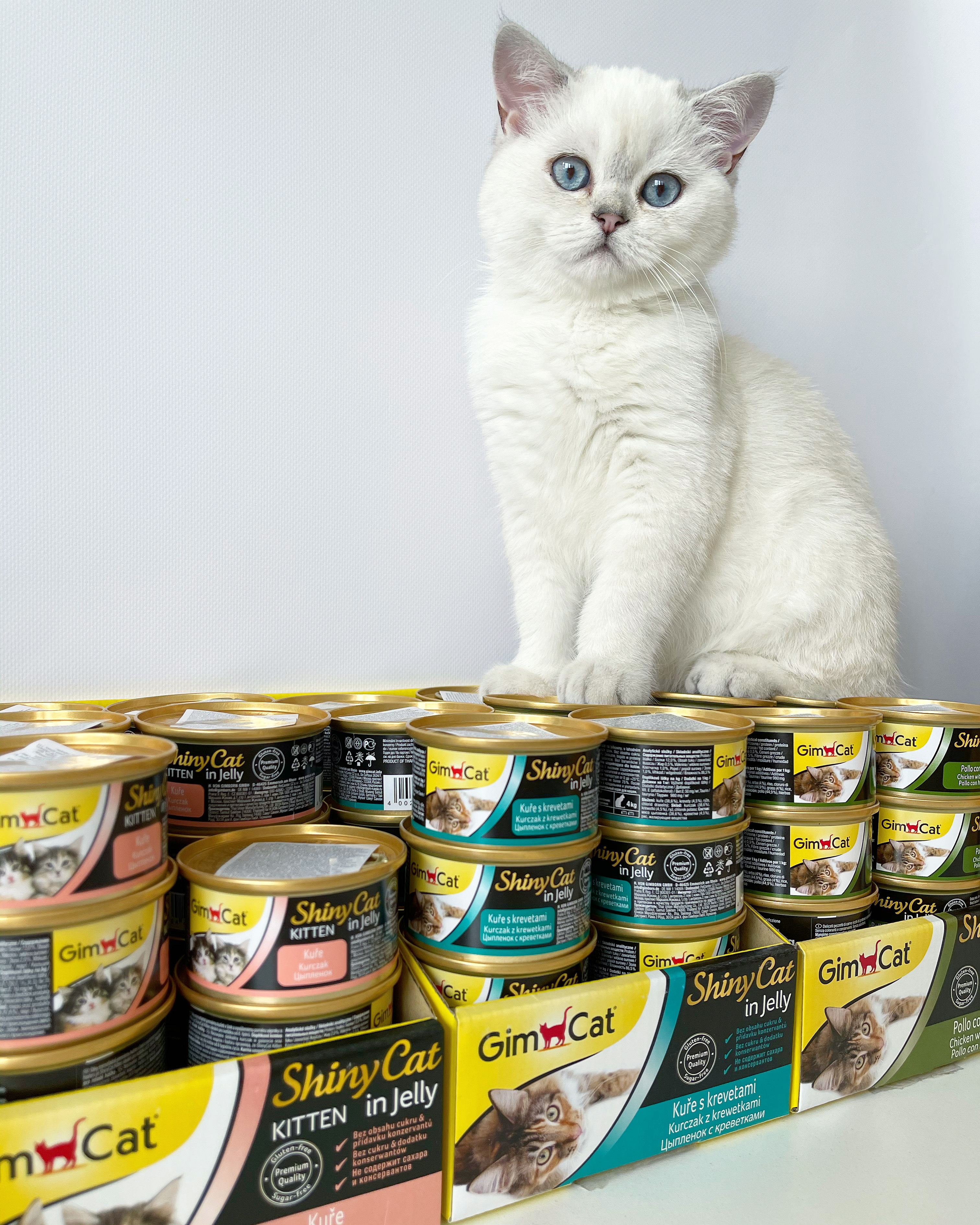 Our kitten - Atlassian