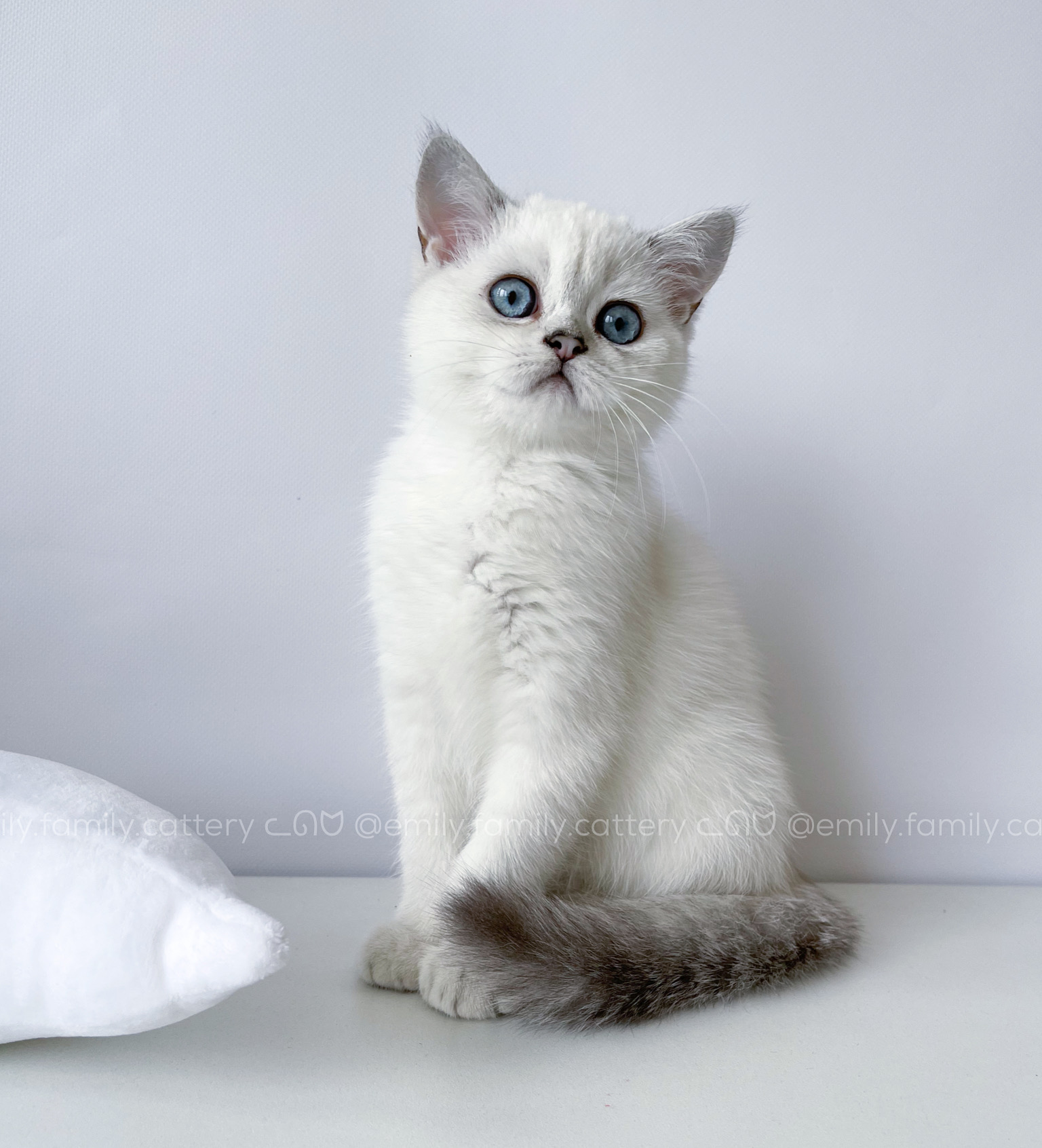 Our kitten - Atlassian