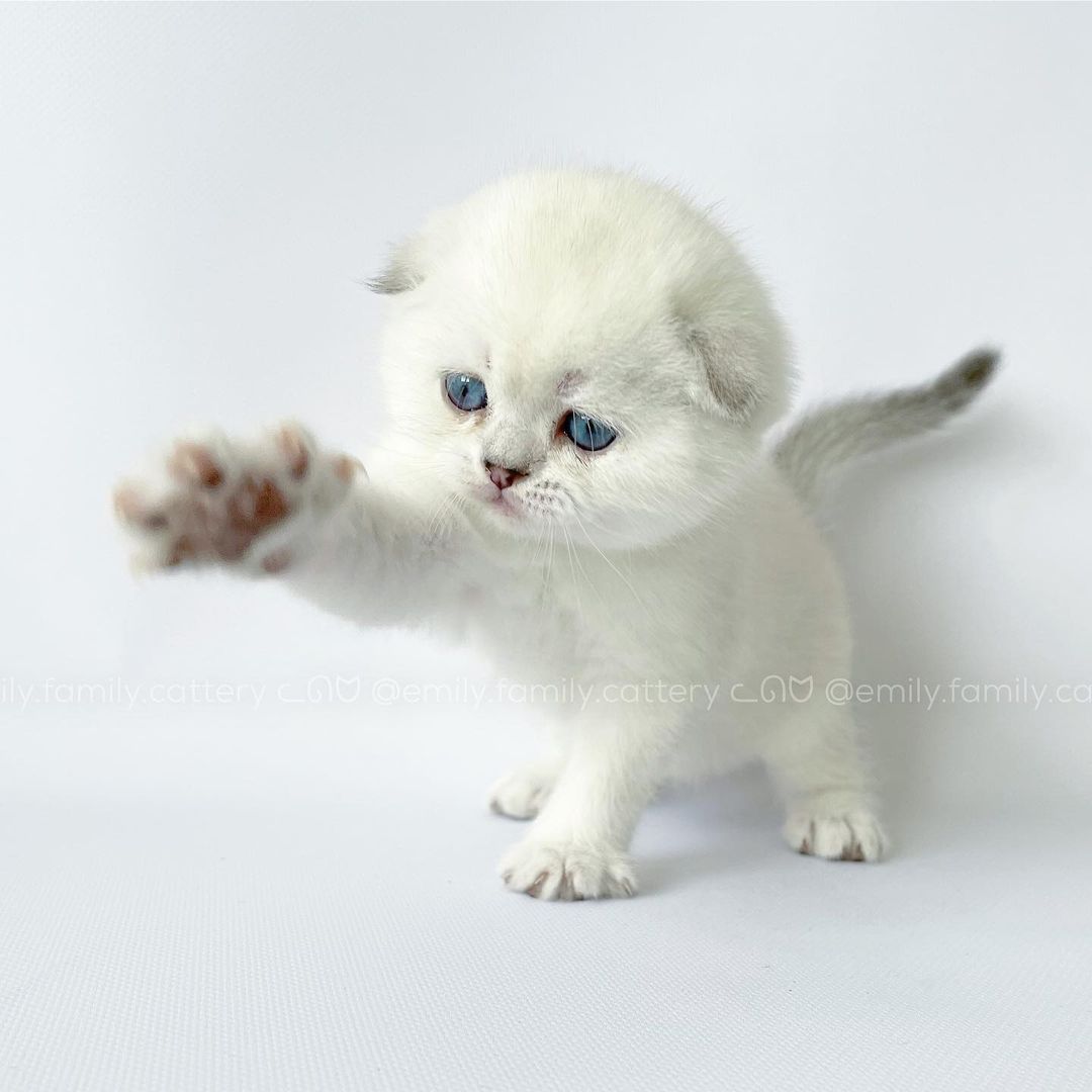 Title for second image