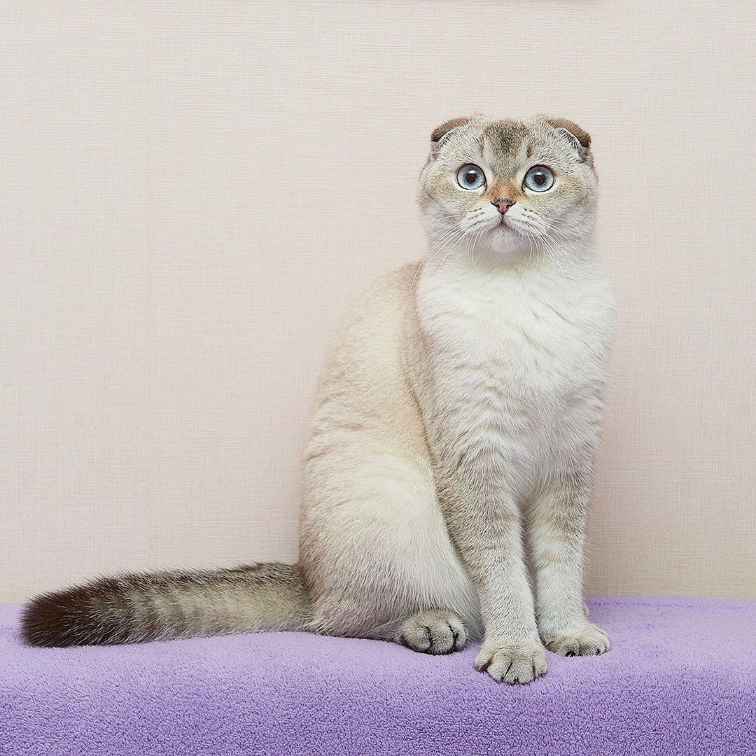 Title for second image Description for second image