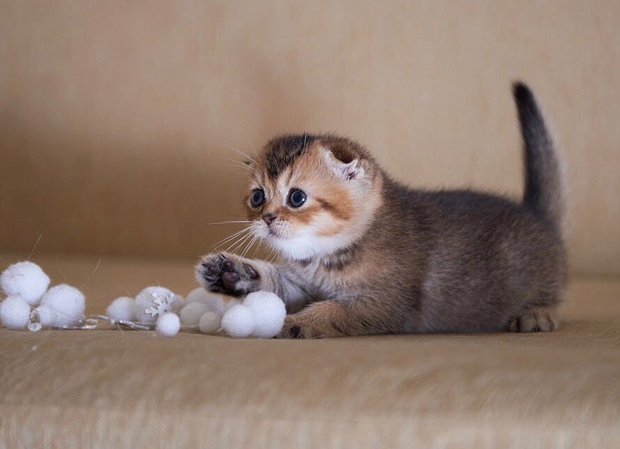 Title for second image