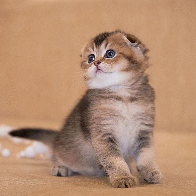 Our kitten - Georgia