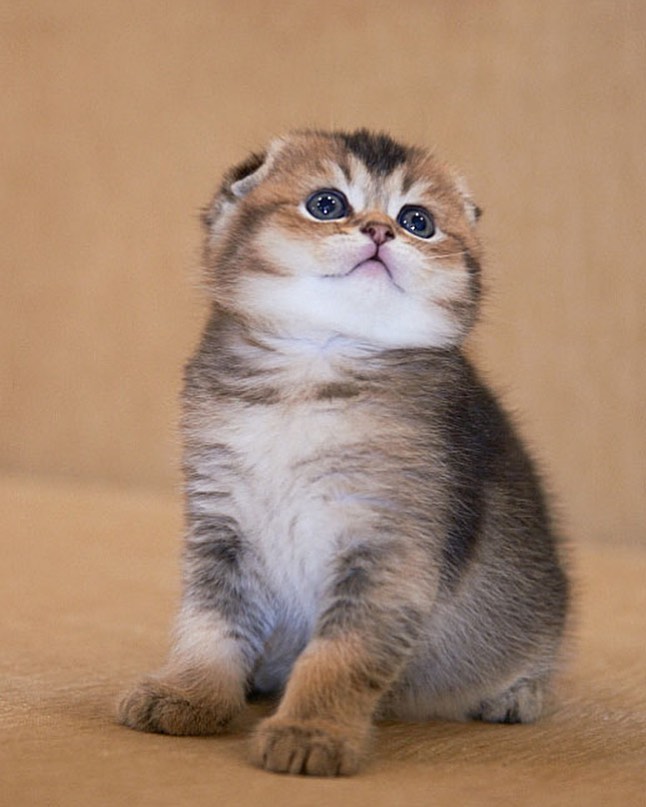 Title for first image