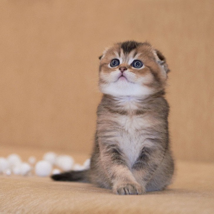 Title for second image