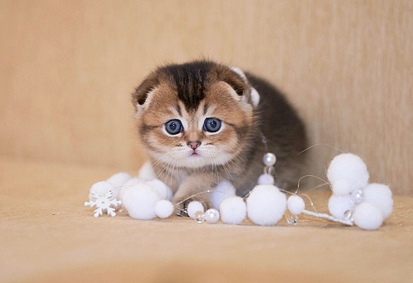 Title for fourth image