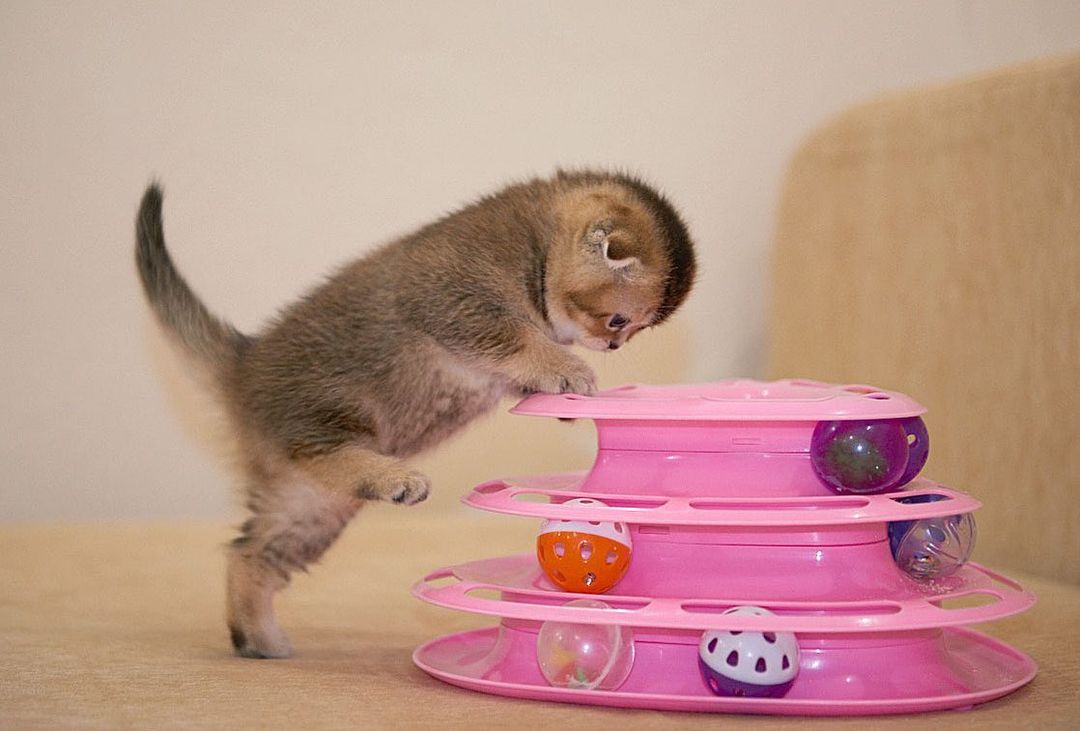 Title for second image