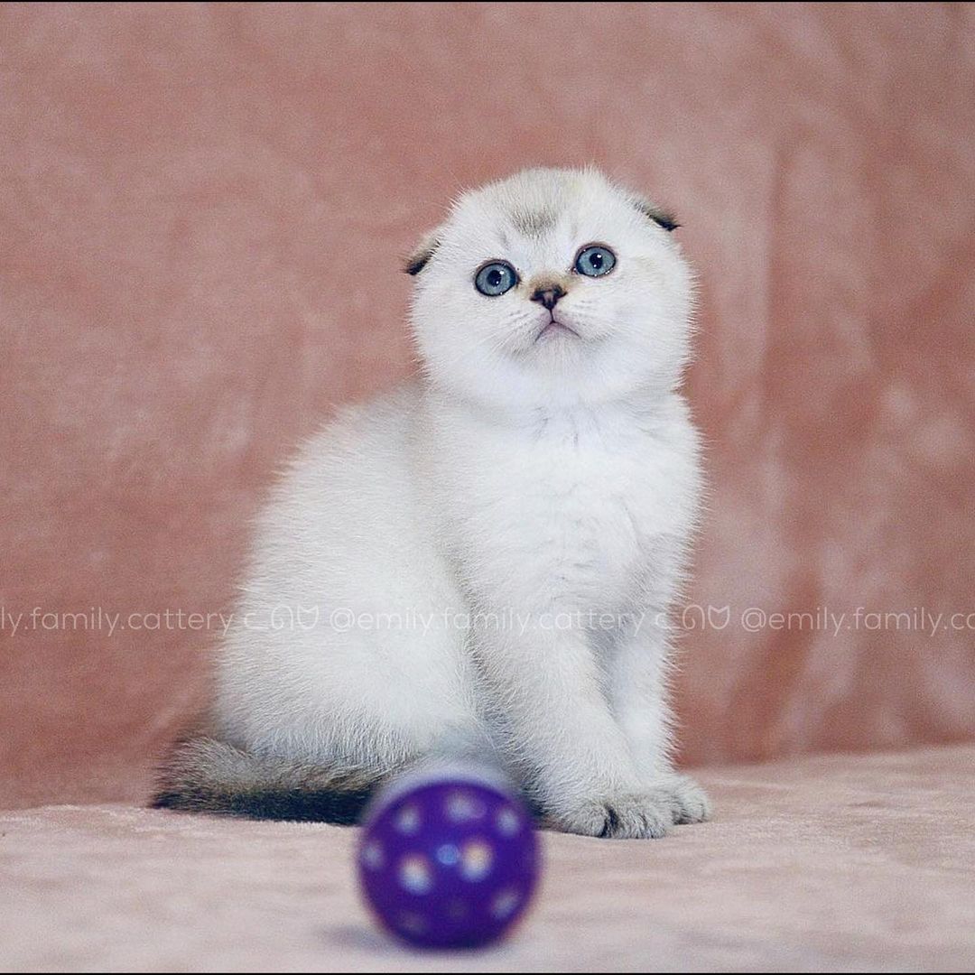 Title for second image