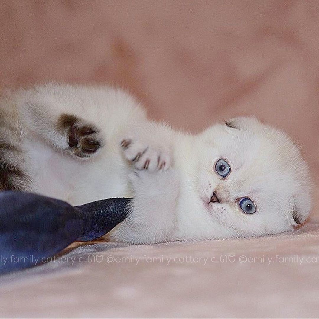 Title for second image