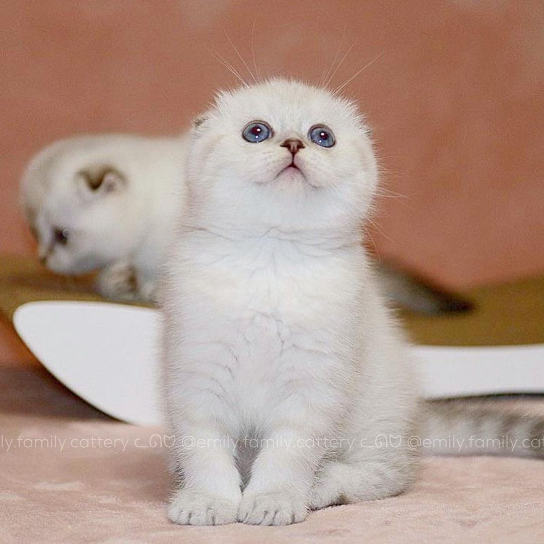 Title for second image