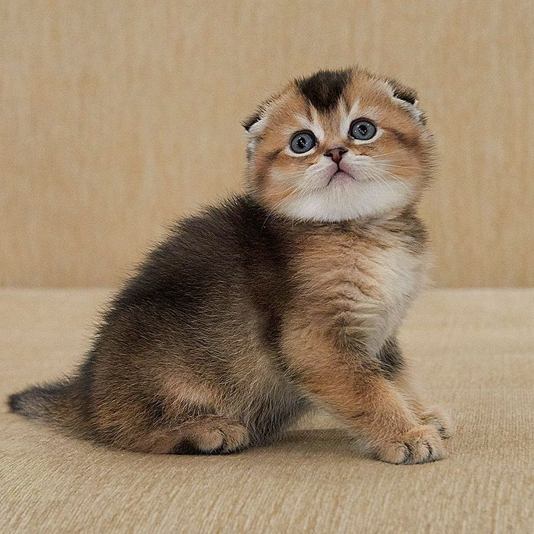 Our kitten - Isabella