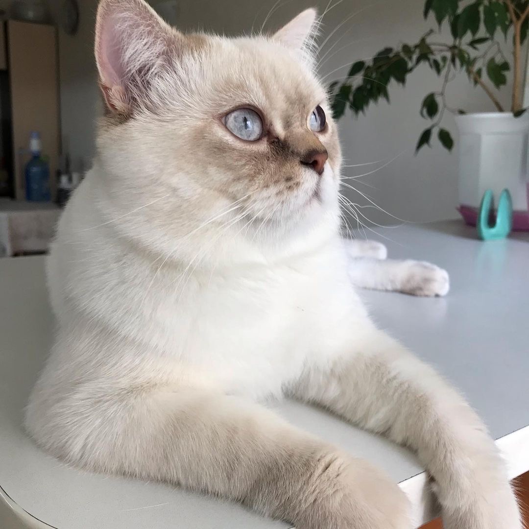 Title for first image Description for first image