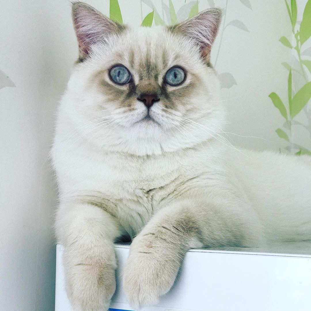 Title for second image Description for second image