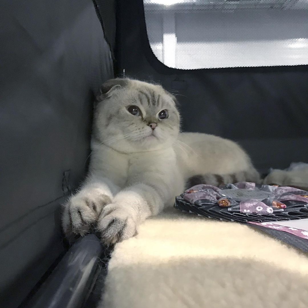 Title for second image