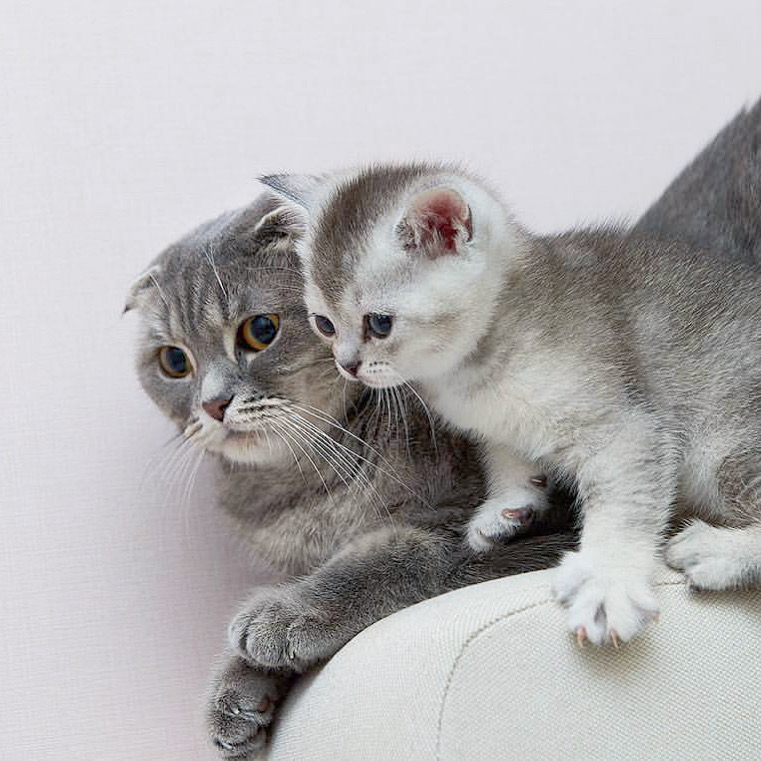 Description for second image